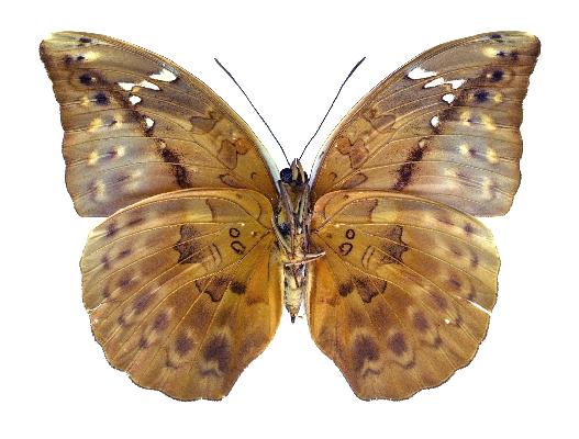 Bebearia wojtusiaki female paratype UNS